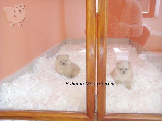 PoulaTo: Labrador καθαροαιμα κουταβακια απο γονεις με pedigree ΑΘΗΝΑ ΚΡΗΤΗ 6979314054